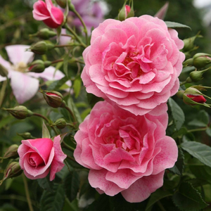 Лососево-розовая - Чайно-гибридные розы